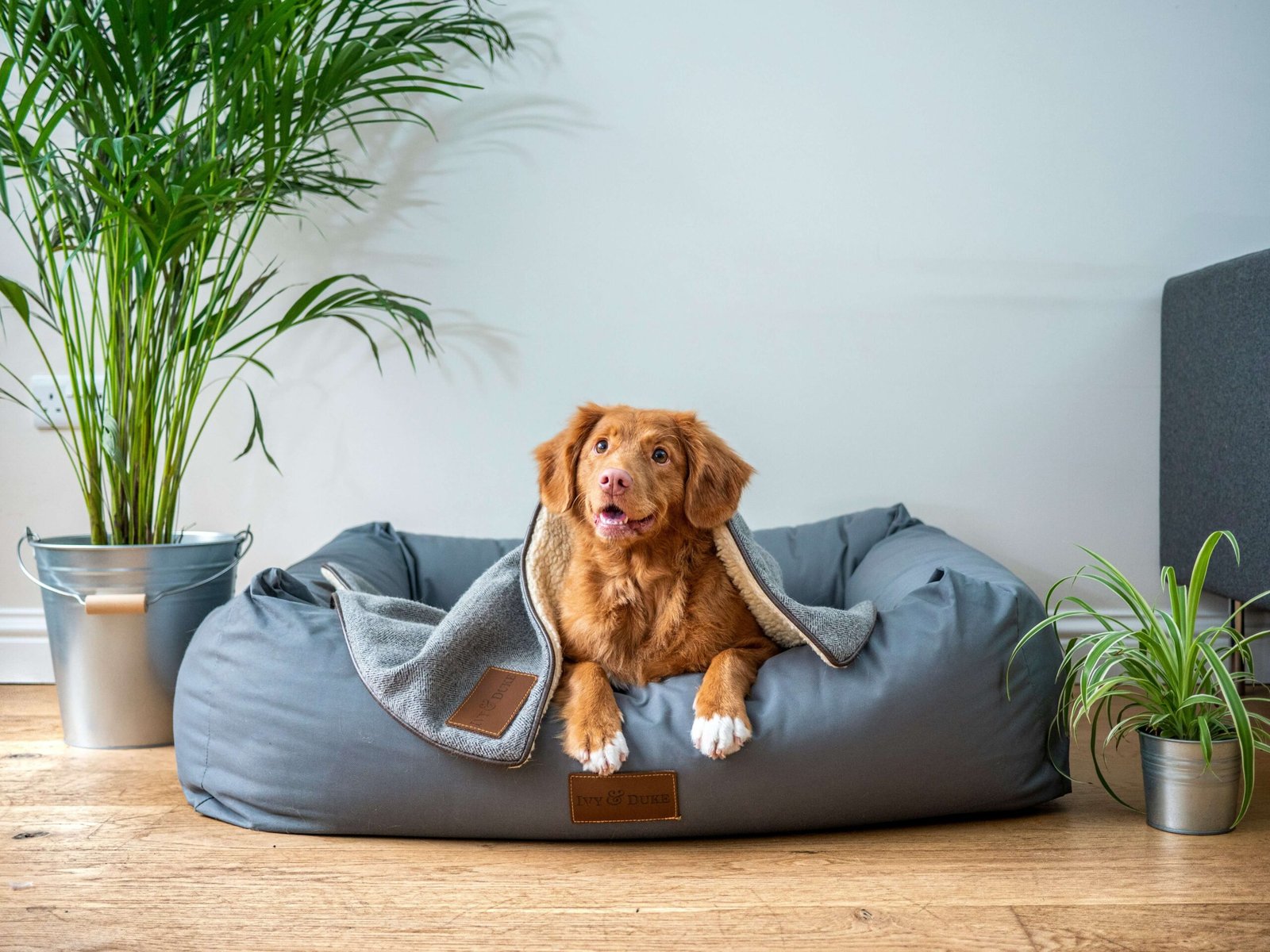 Top 5 Best Vacuums for Pet Hair Removal!
