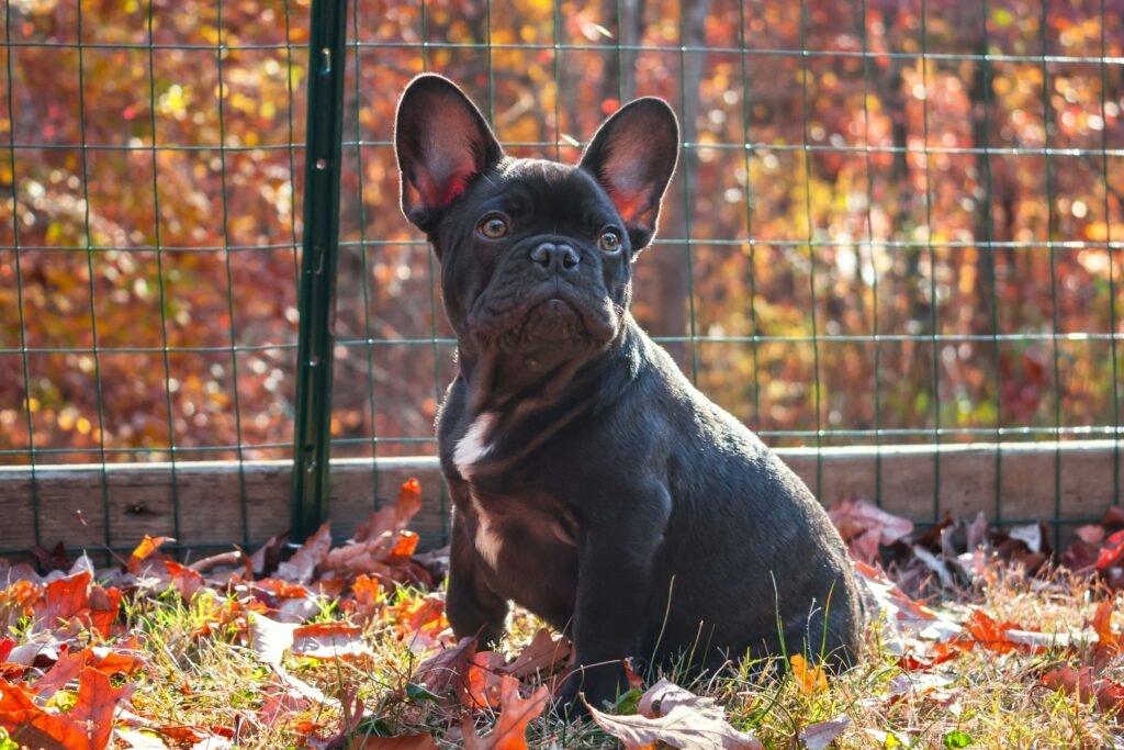 Top 3 Best Dog Ear Fences for Ultimate Yard Safety!