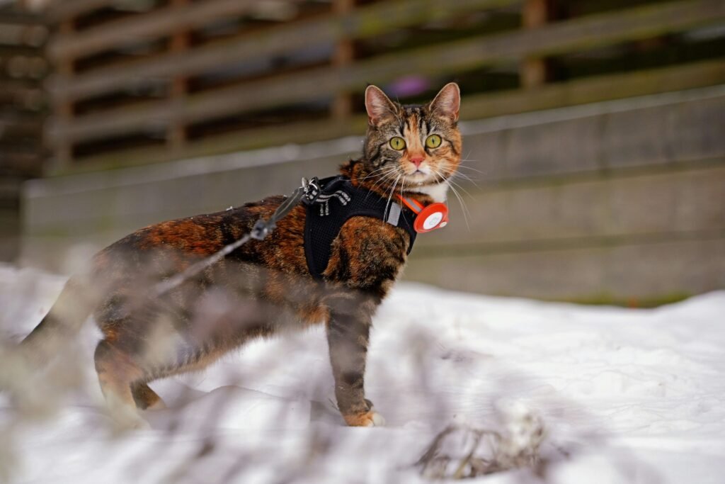 Top 5 Ultimate Cat Harnesses for Safe Outdoor Adventures!