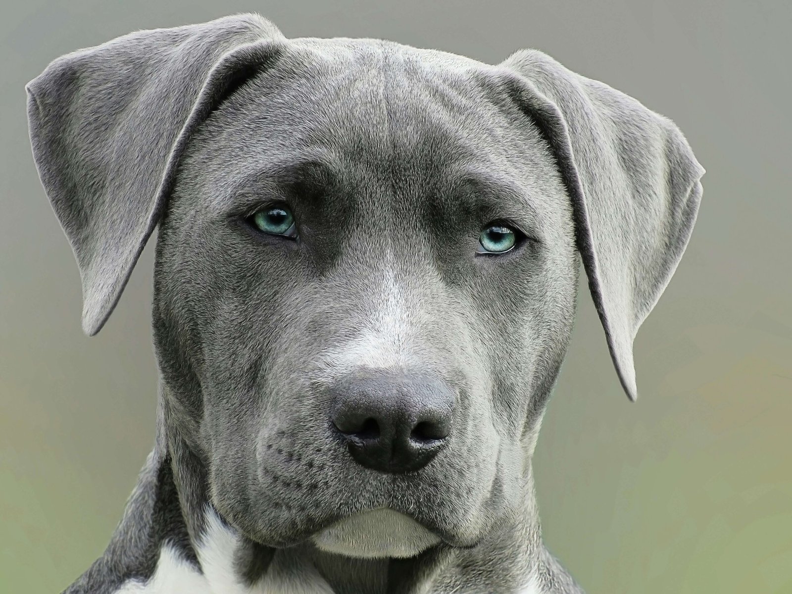 Top 5 Essential Dog Ear Muffs for Ultimate Noise Protection!