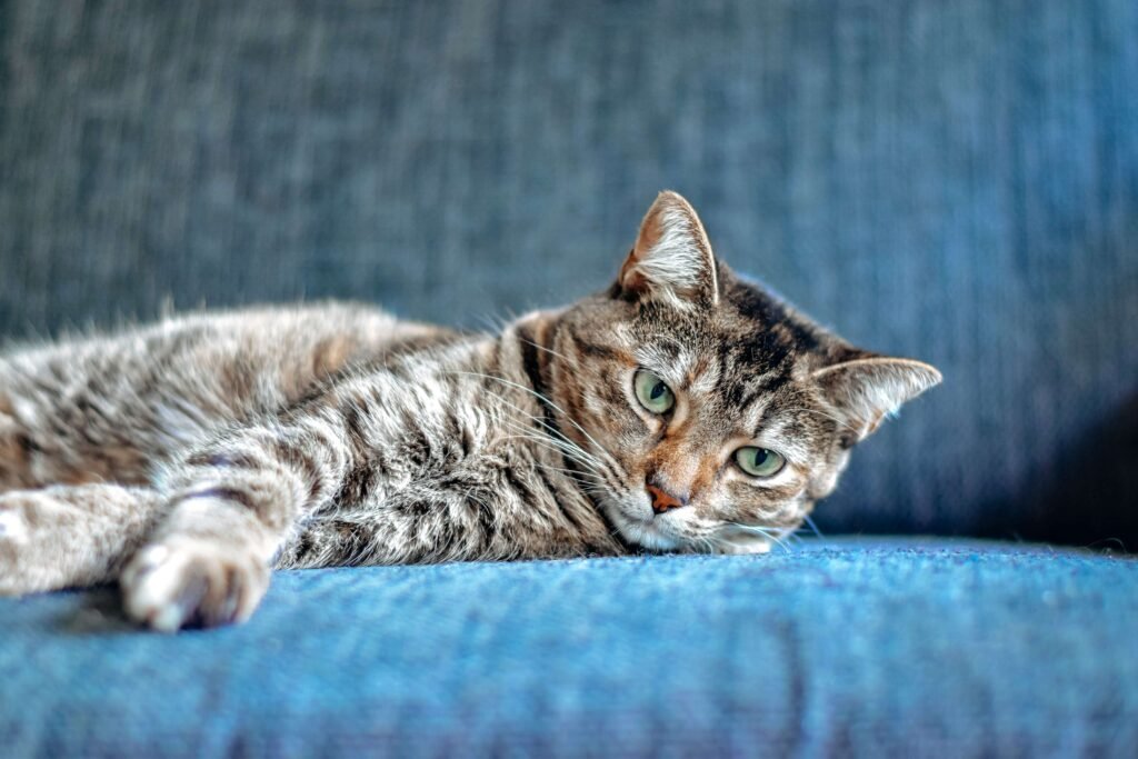 Top 5 Ultimate Cat Brushes for Supreme Feline Grooming!