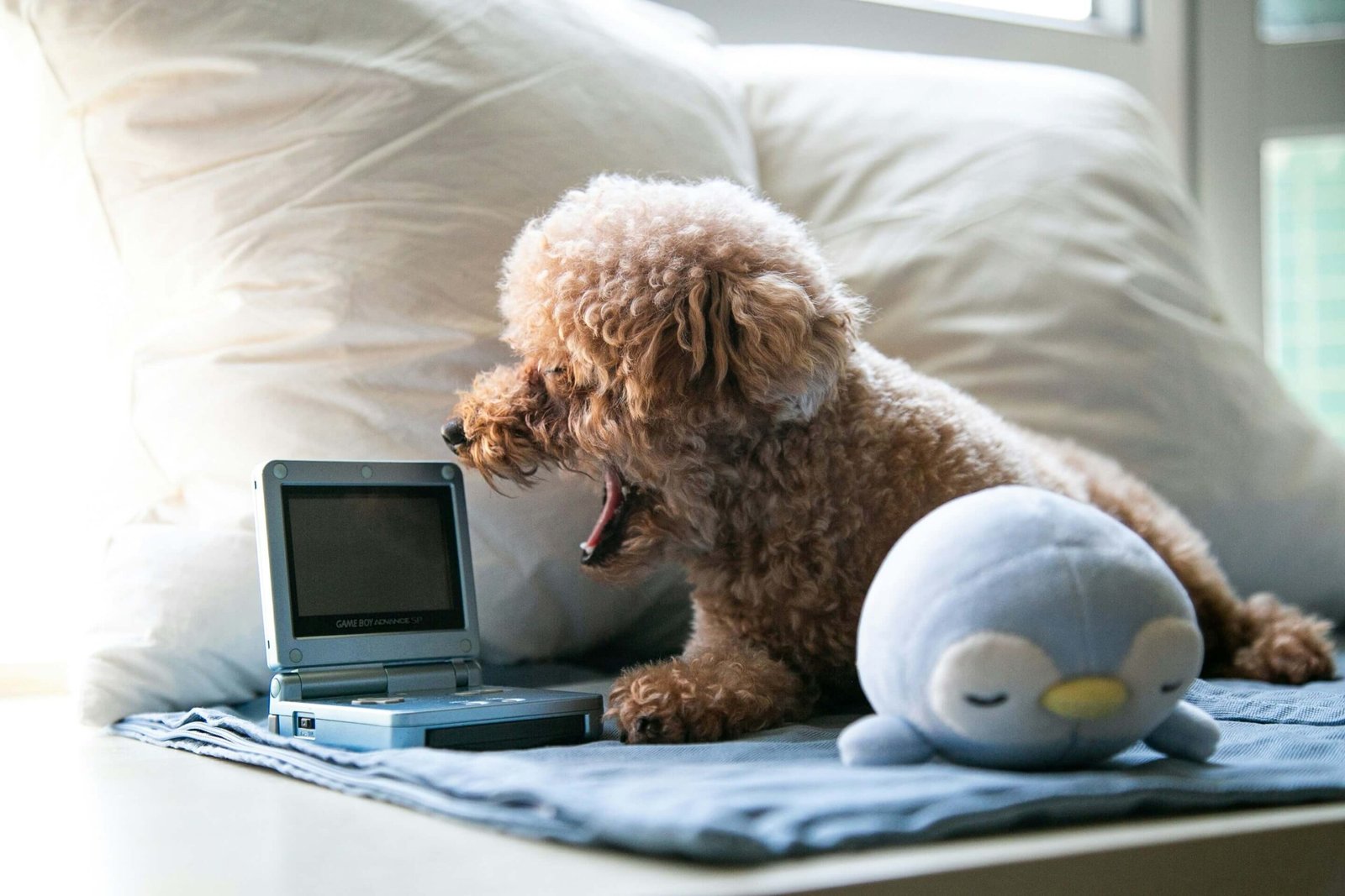 Top 5 Best Dog Mats for Ultimate Comfort!