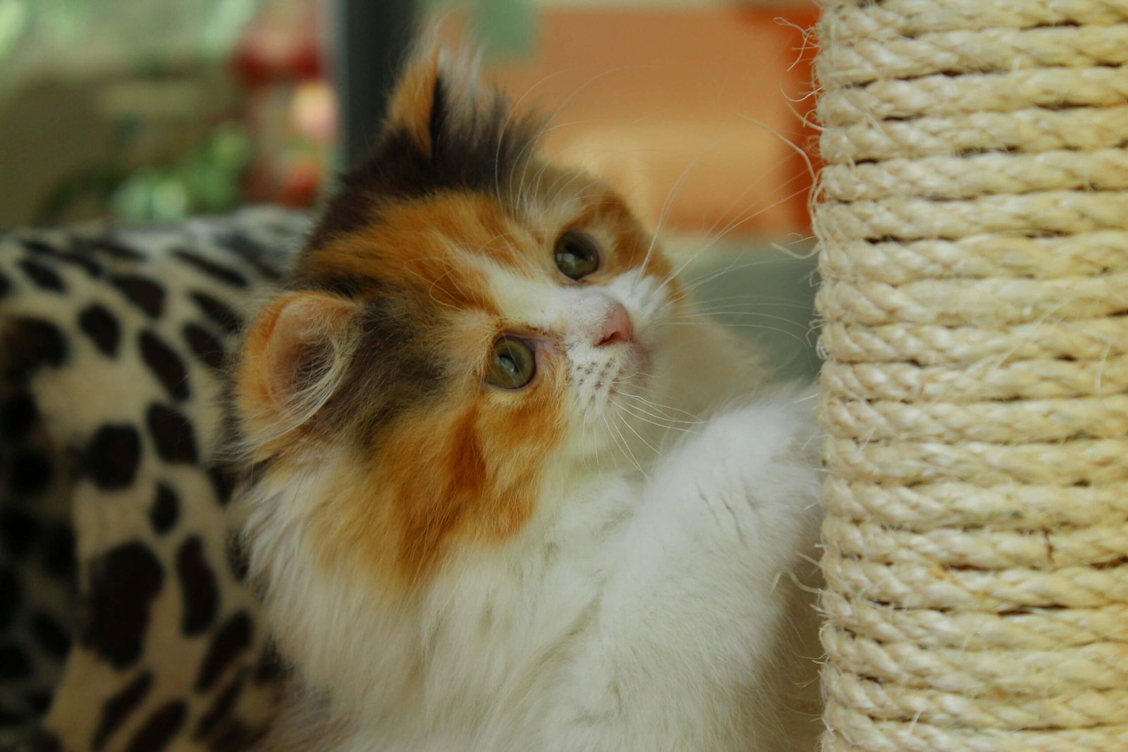 Top 5 Ultimate Cat Scratching Posts for Pure Feline Joy!
