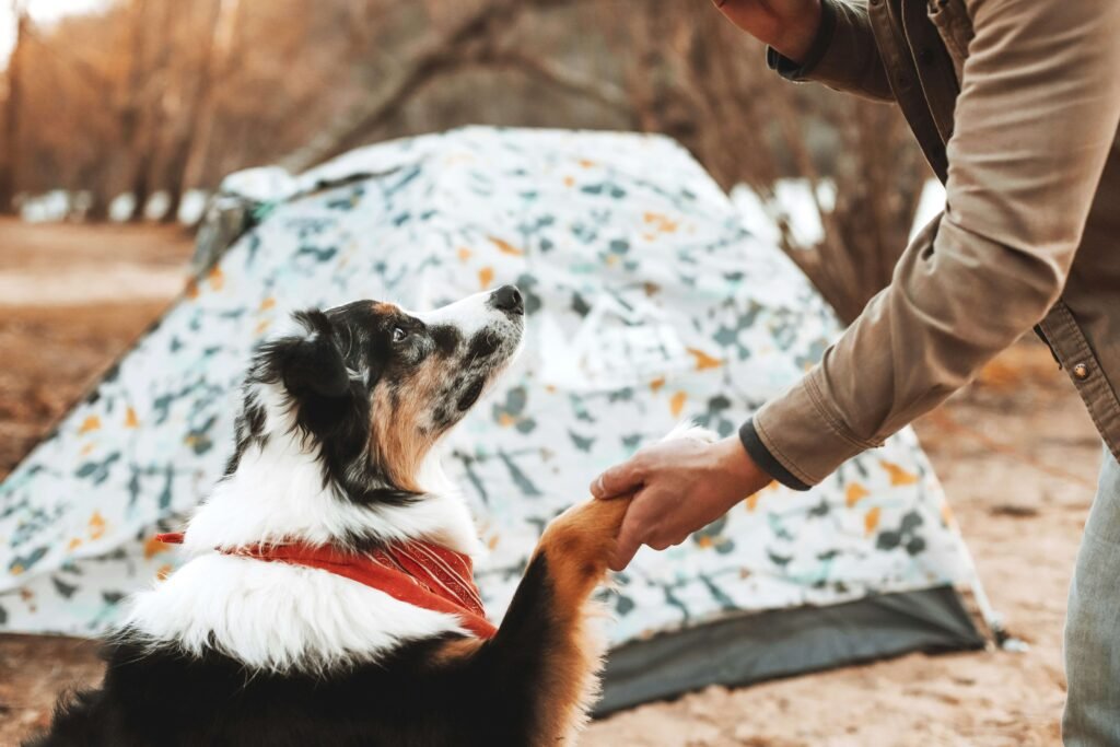 A happy dog relaxing in one of the top 5 ultimate dog tents, ensuring comfort and safety outdoors.