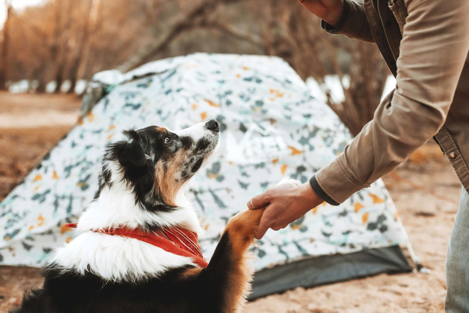 A happy dog relaxing in one of the top 5 ultimate dog tents, ensuring comfort and safety outdoors.