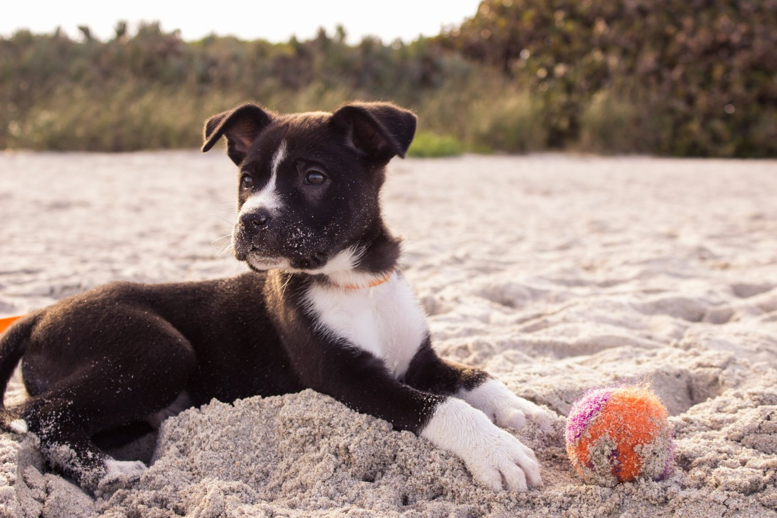Top 5 Best Dog Poop Bag Holders for Ultimate Convenience!
