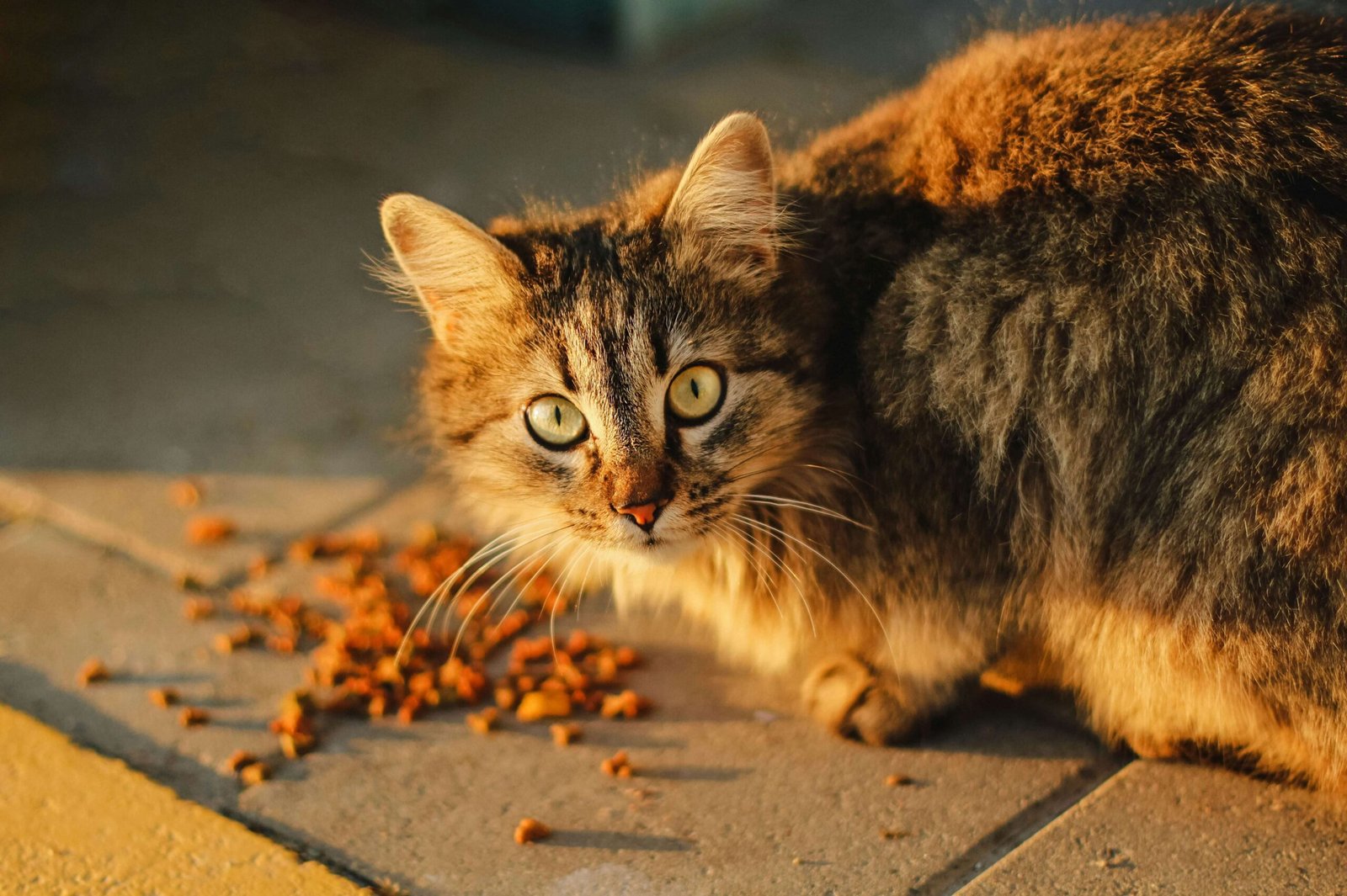 Top 5 Essential Cat Food Mats for Ultimate Cleanliness!