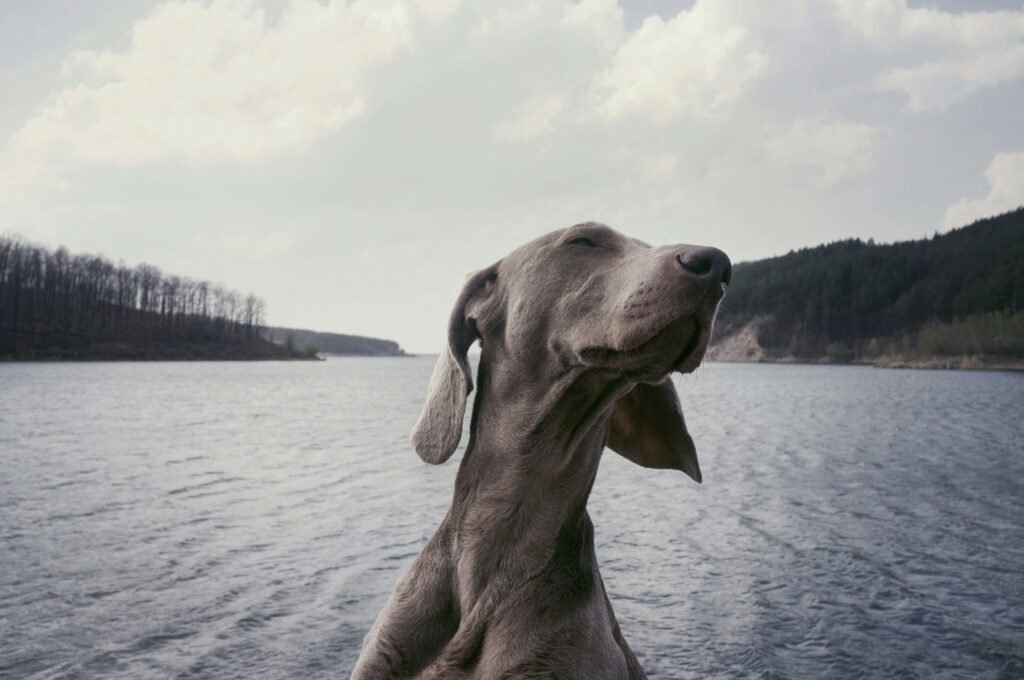 Top 5 Premium Dog Pads for Ultimate Home Protection!