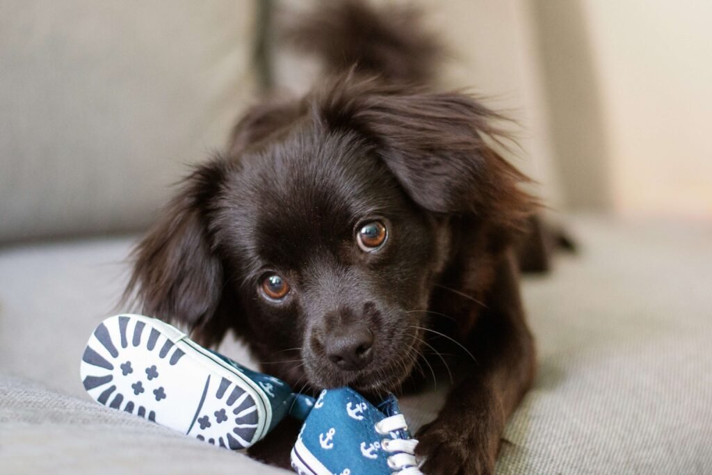 Top 5 Ultimate Dog Shoes for Unmatched Paw Protection!