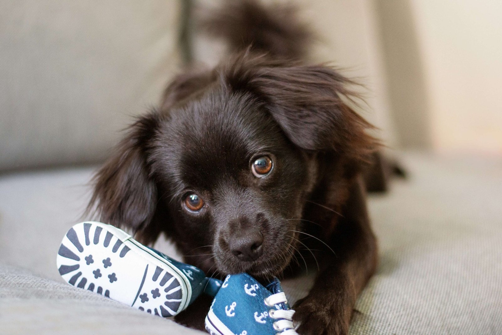 Top 5 Ultimate Dog Shoes for Unmatched Paw Protection!