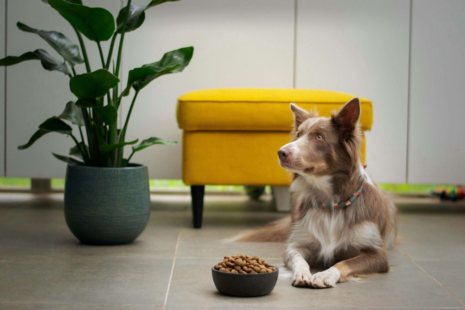 Top 5 Premium Hydrolyzed Dog Foods for Ultimate Health!