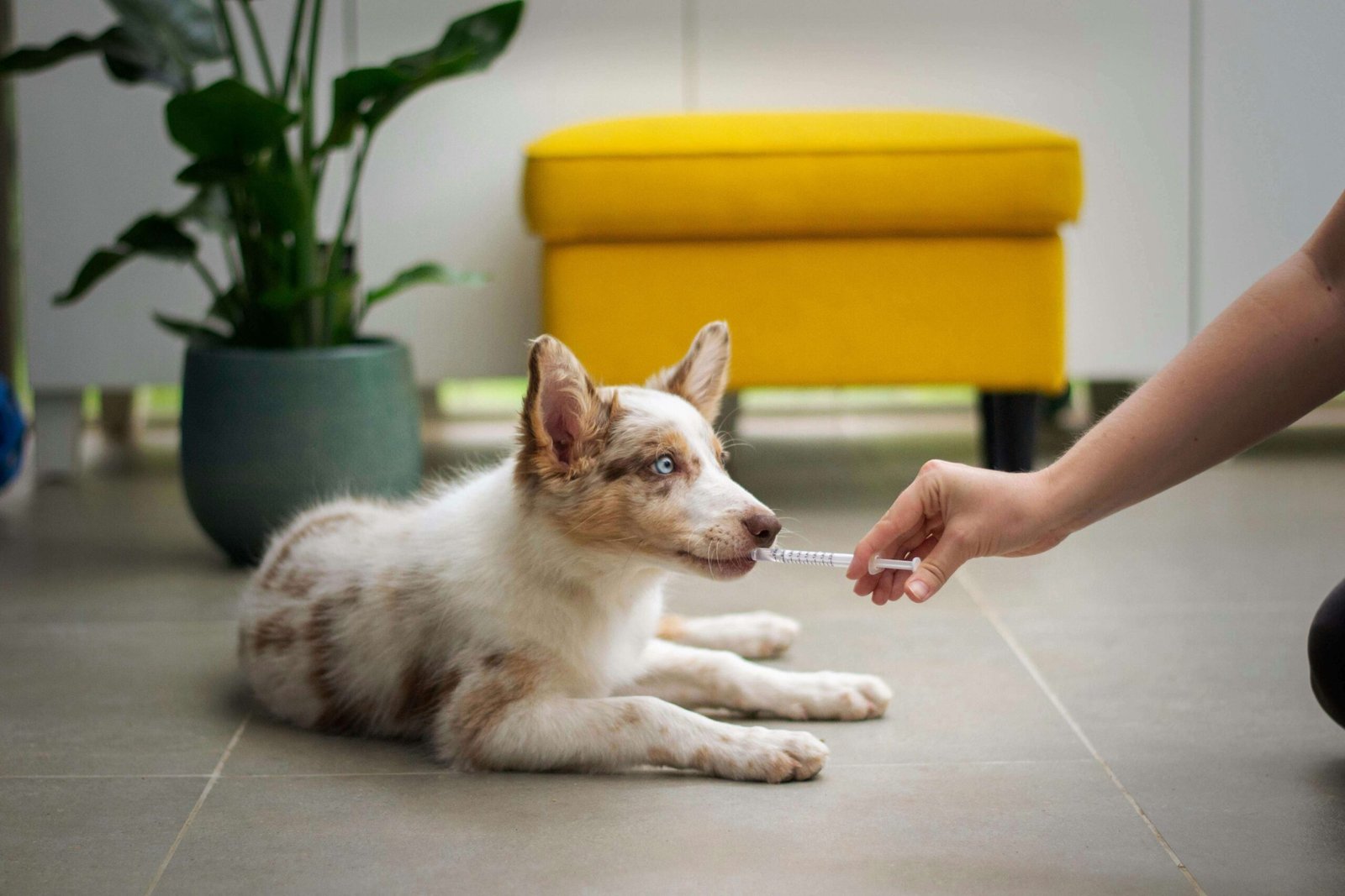 A dog lying on the floor while being given a dog dewormer with a syringe.
