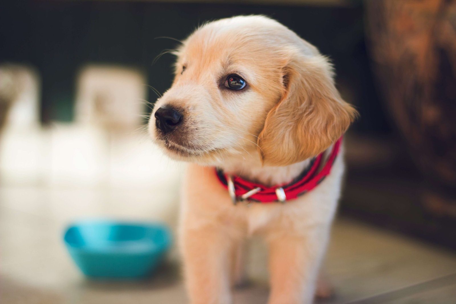 A playful Labrador puppy sitting eagerly in front of its automatic dog feeder, showcasing the perfect blend of convenience and technology for ensuring timely meals and portion control.