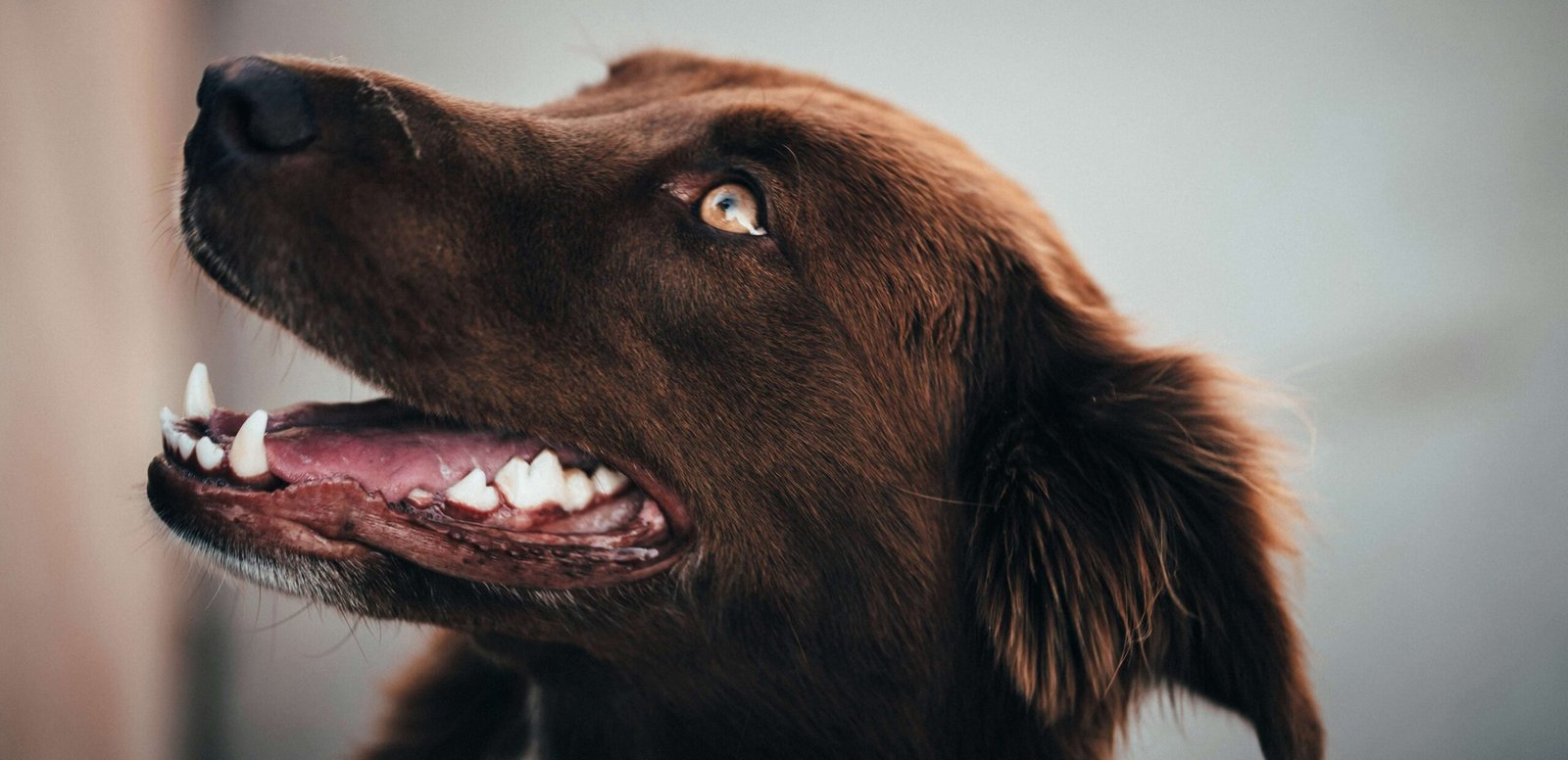 5 Best Dog Toothpaste Options for Ultimate Dental Health!