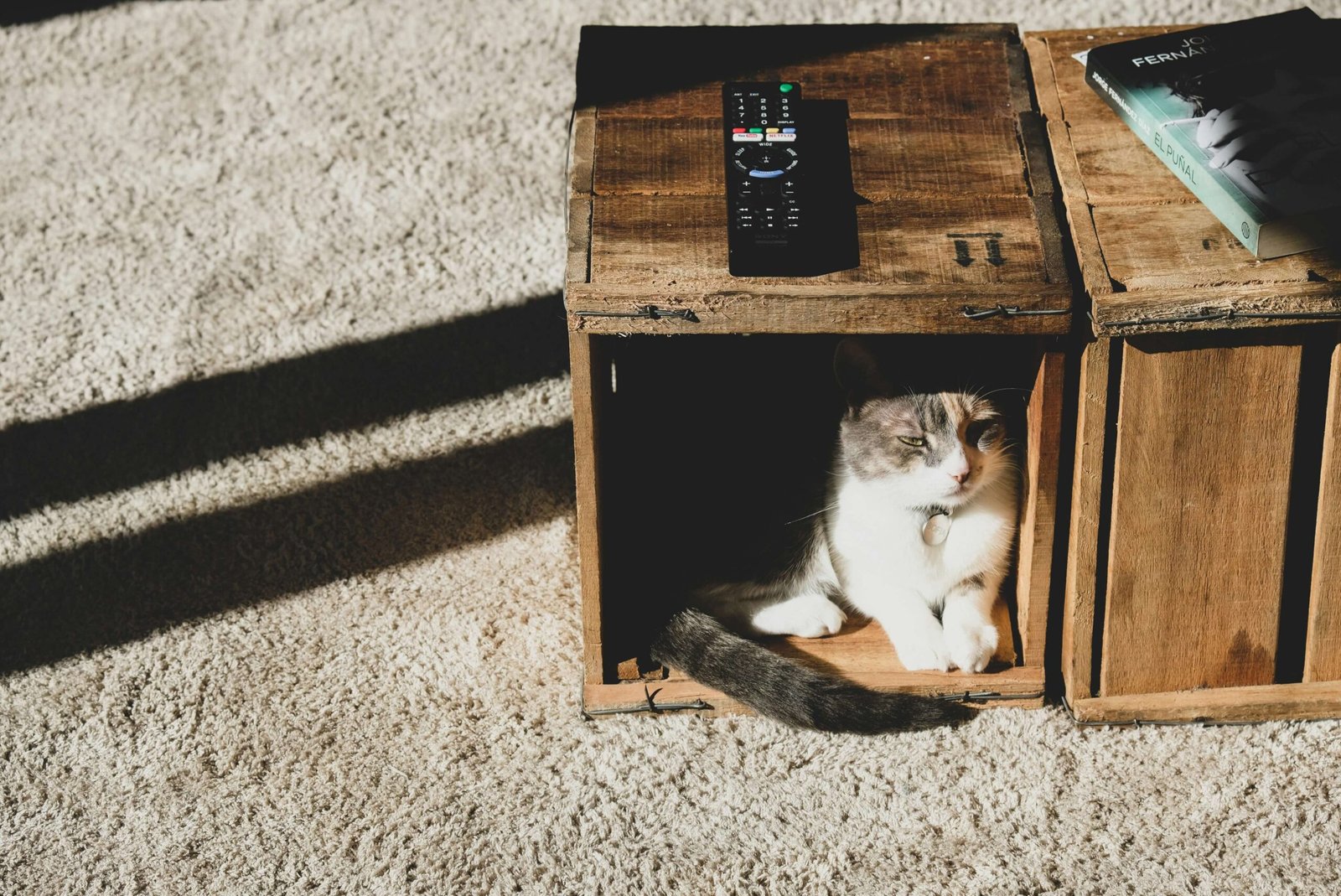 Top 5 Ultimate Heated Cat Houses for Winter Comfort!