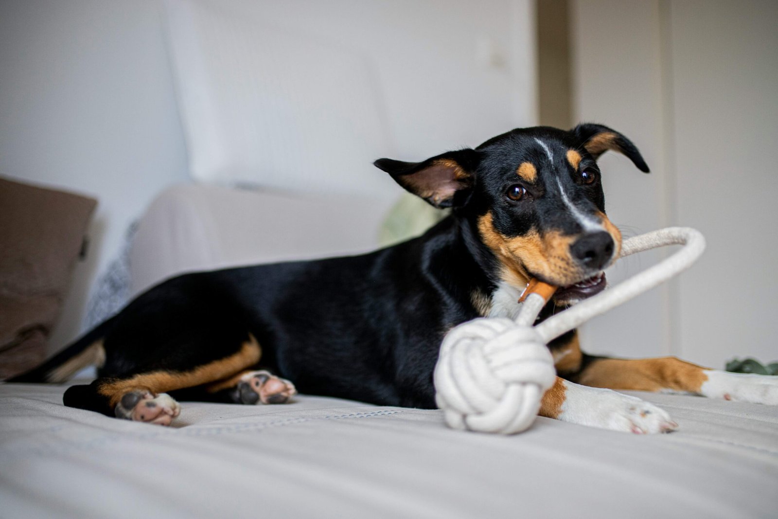 Top 5 Best Indestructible Dog Toys for Aggressive Chewers!