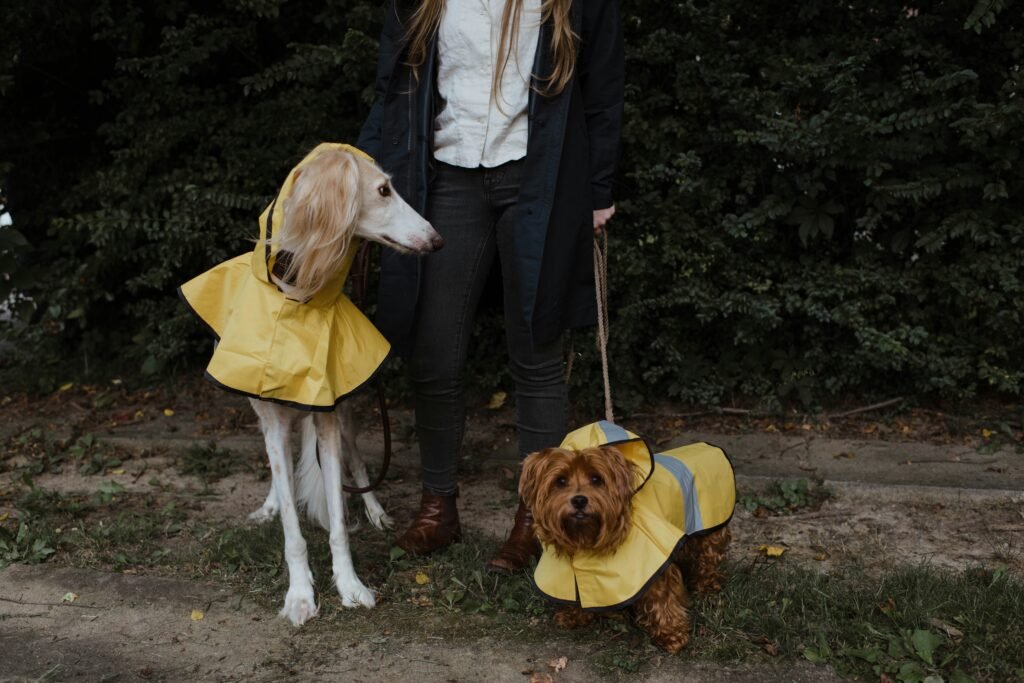 Top 5 Best Dog Recovery Suits for Accelerated Healing!