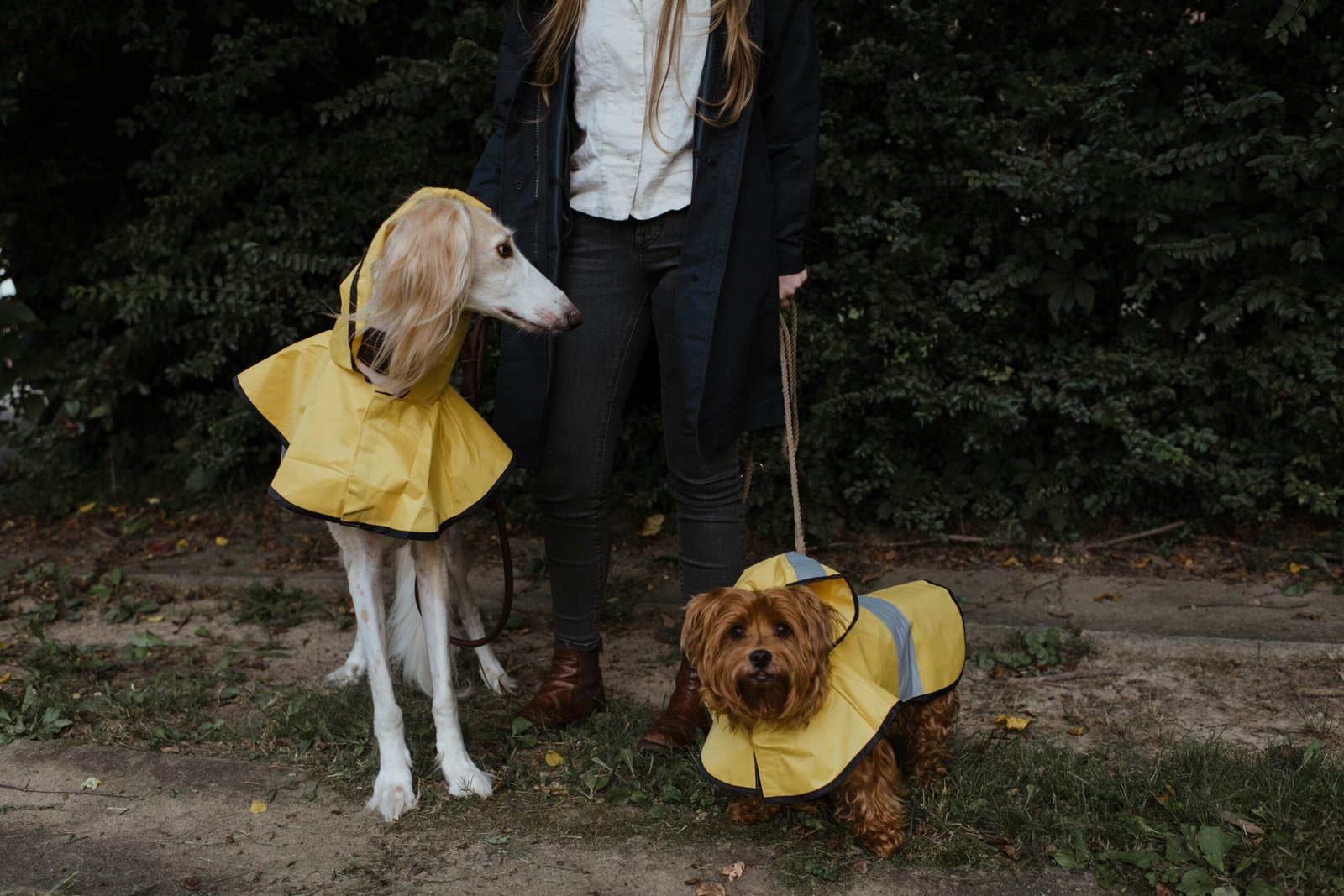 Top 5 Best Dog Recovery Suits for Accelerated Healing!
