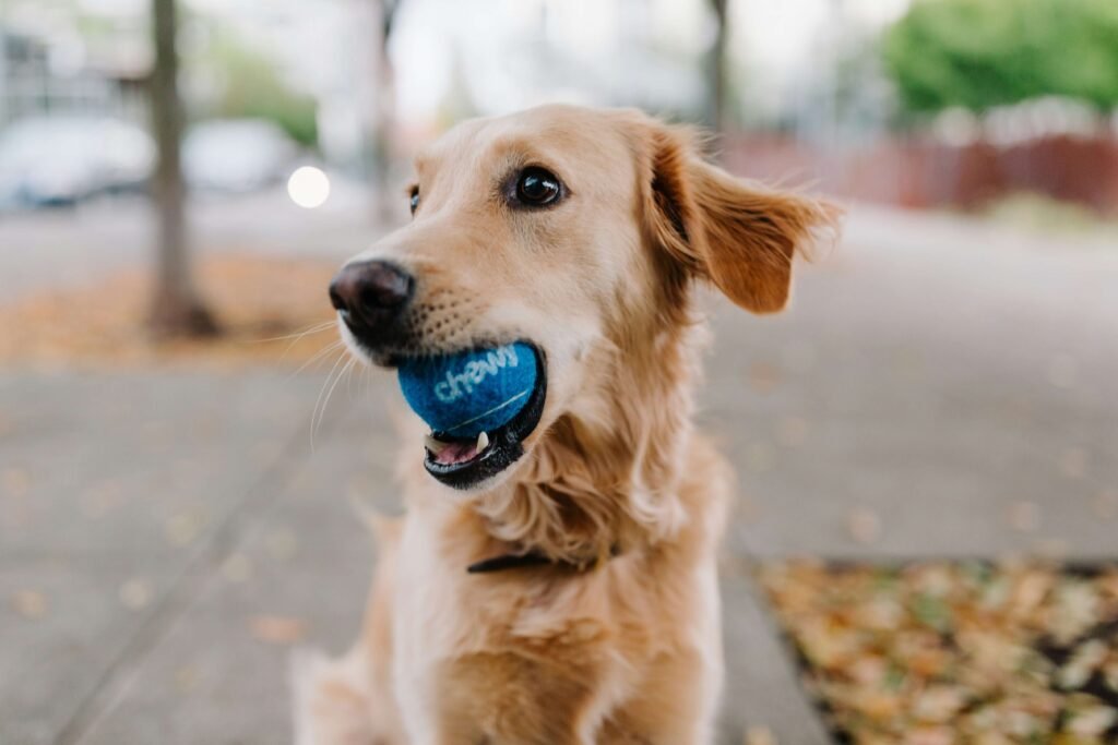 5 Best Dog Ball Launchers for Endless Fun 🎾