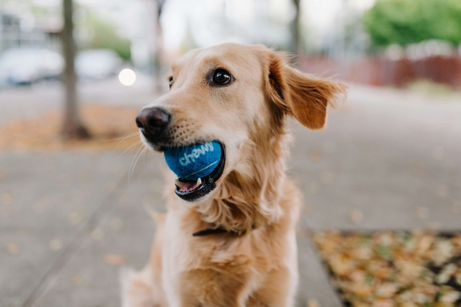 5 Best Dog Ball Launchers for Endless Fun 🎾