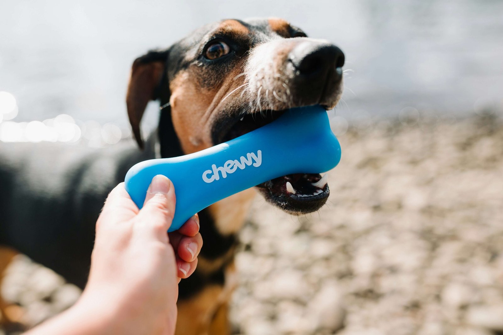 Top 5 Durable Dog Bones for Ultimate Chewing Fun!