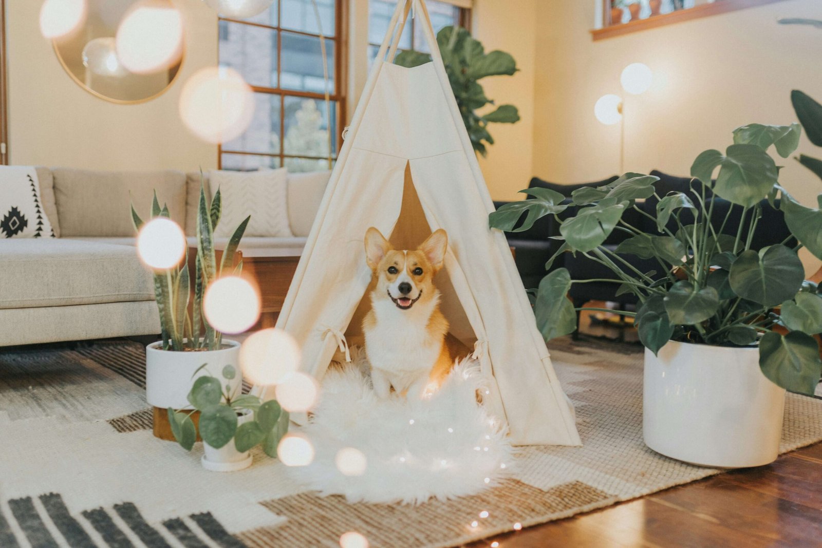 Top 5 Premium Indoor Dog Houses for Ultimate Comfort!