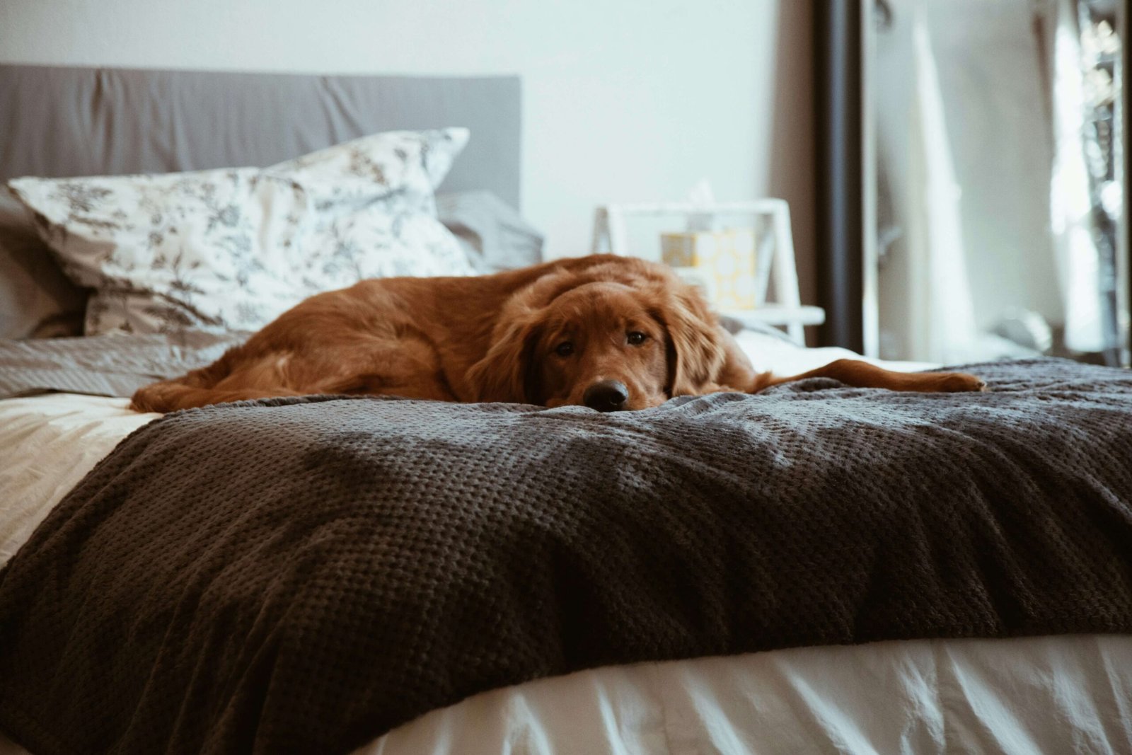 Top 5 Dog Steps for High Beds for Ultimate Comfort!