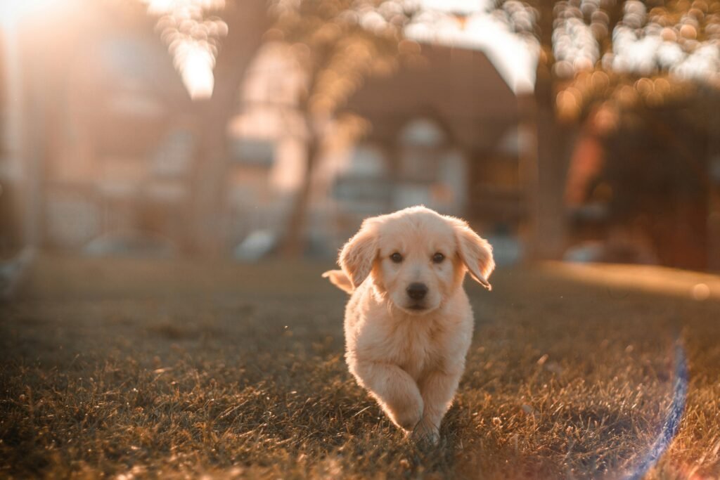 Top 5 Best Dog Electrolytes for Ultimate Hydration Boost!