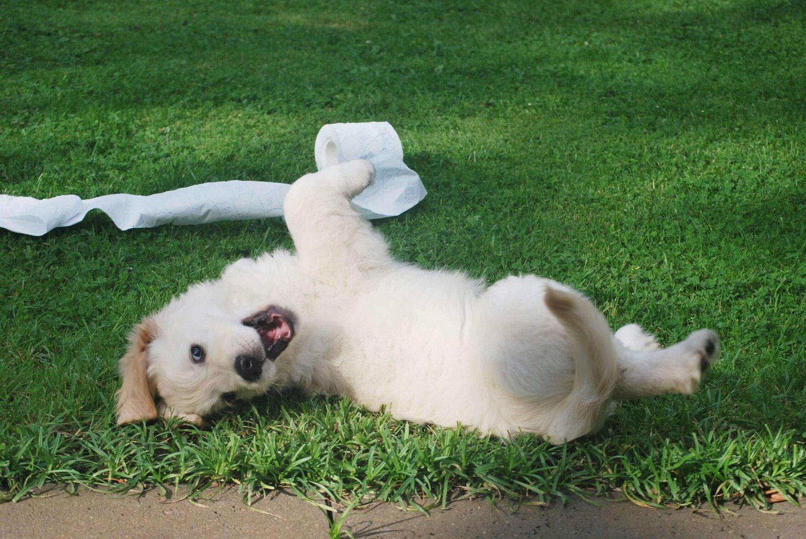 Top 5 Best Dog Poop Trash Cans for Ultimate Cleanliness!