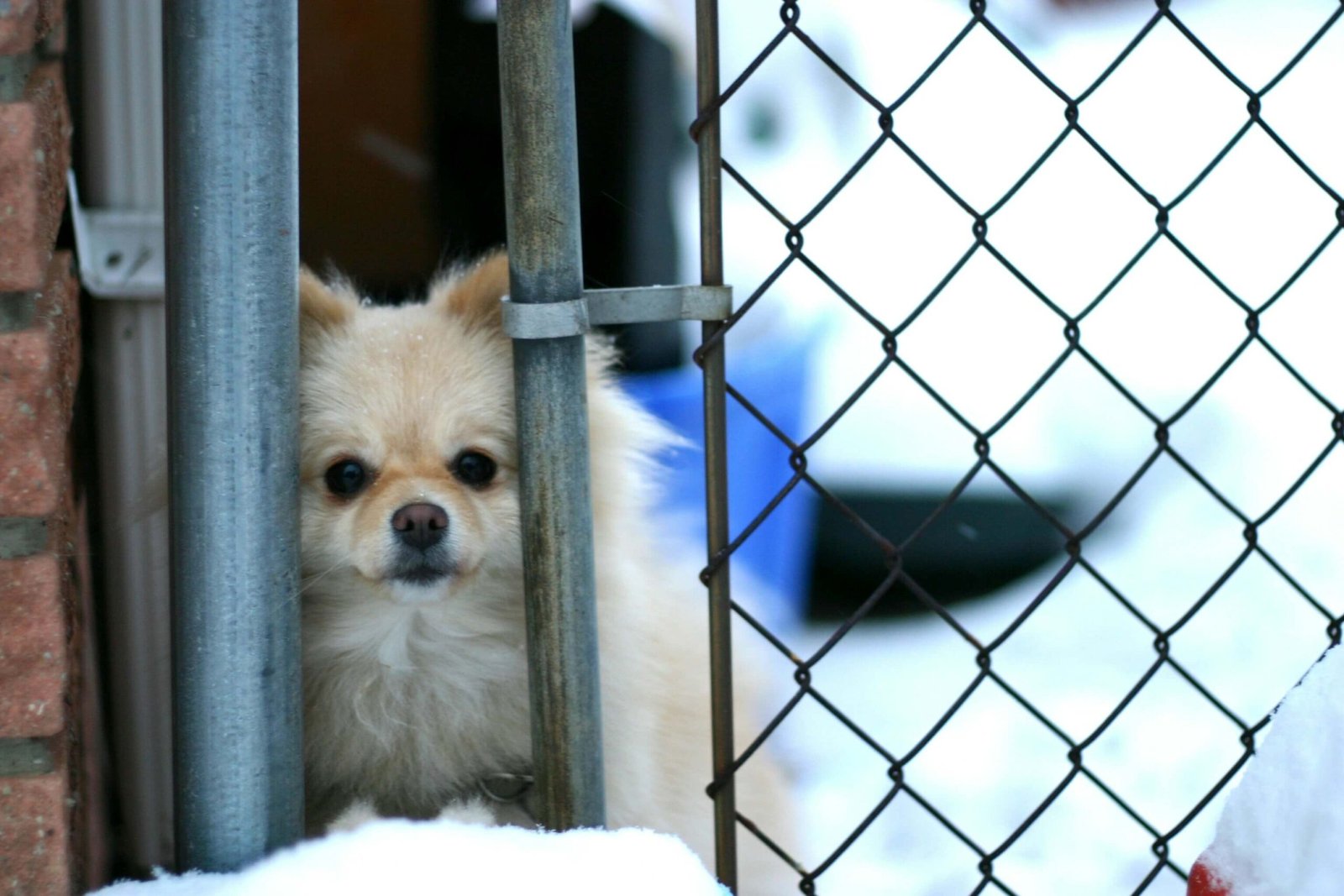 Top 5 Ultimate XL Dog Crates for Maximum Comfort & Security!