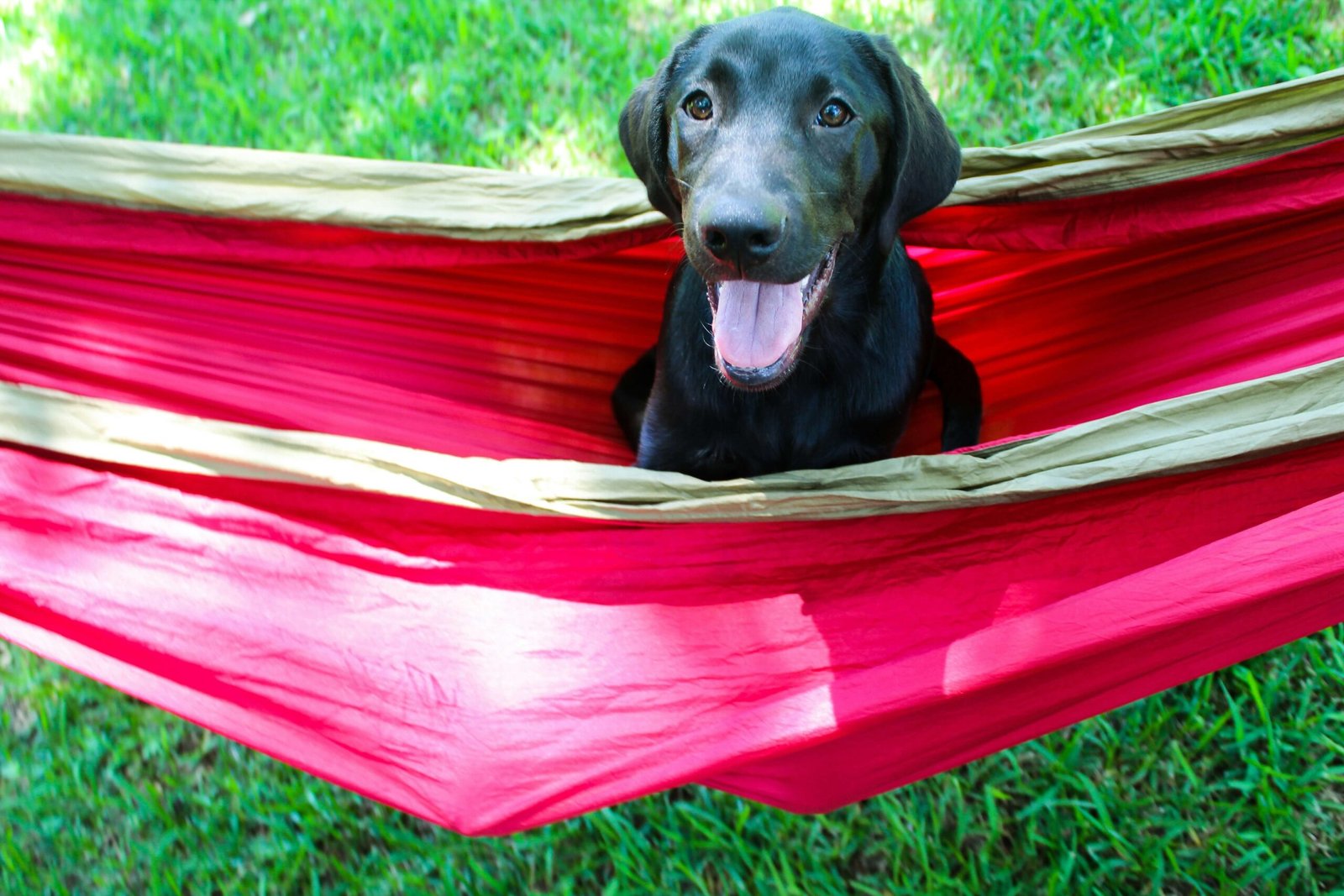 Top 4 Premium Dog Hammocks for Ultimate Car Ride Comfort!