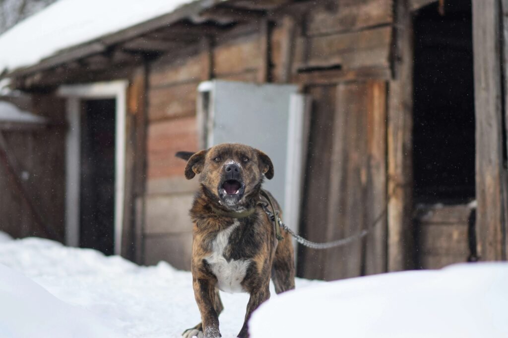 Top 5 Powerful Stop Dog Barking Devices!