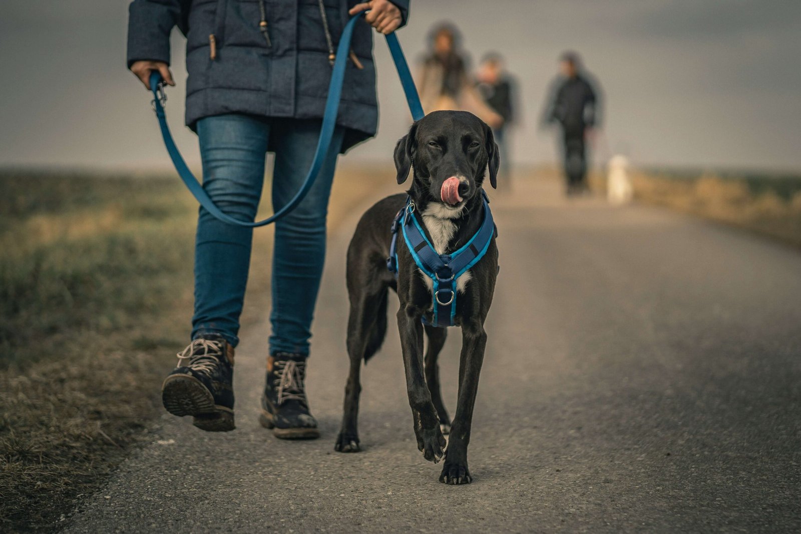 Top 5 Escape Proof Dog Harnesses for Ultimate Safety!