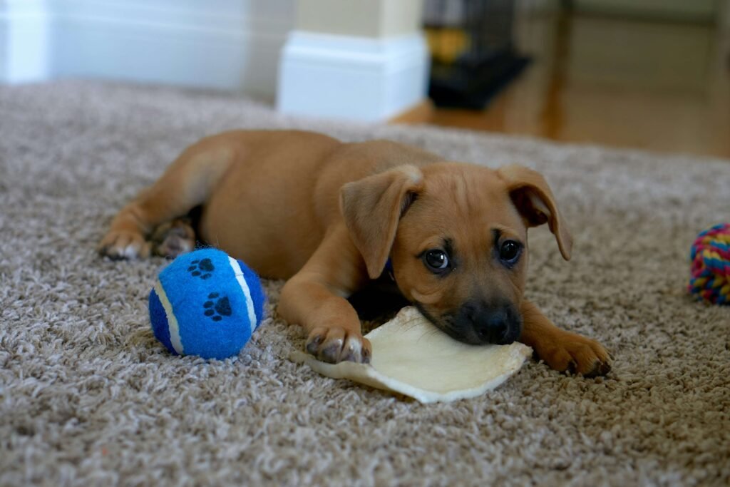 Top 5 Ultimate Dog Balls for Endless Fun & Exercise!