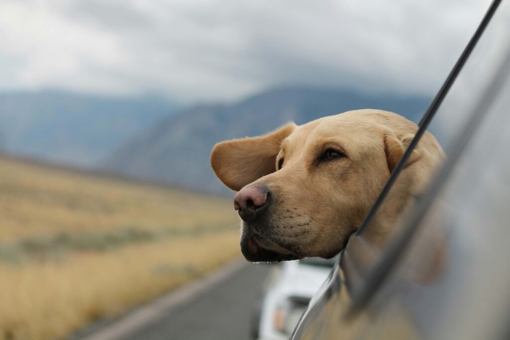 5 Best Dog Car Seats for Ultimate Safety!