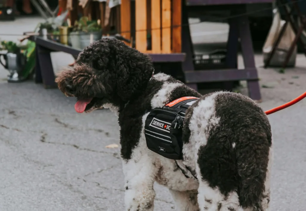 5 Top Service Dog Vests for Ultimate Comfort & Visibility