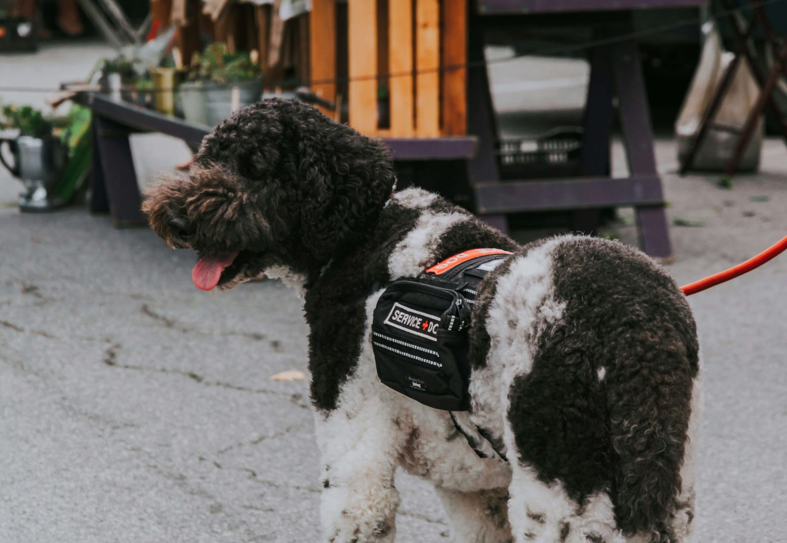 Service Dog Vest: 8 Essential Reasons Why It's a Game-Changer for Handlers!