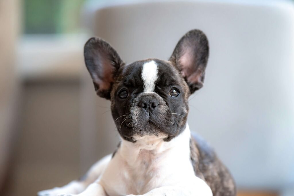 Top 5 Best Small Breed Dog Food for Ultimate Energy Boost!