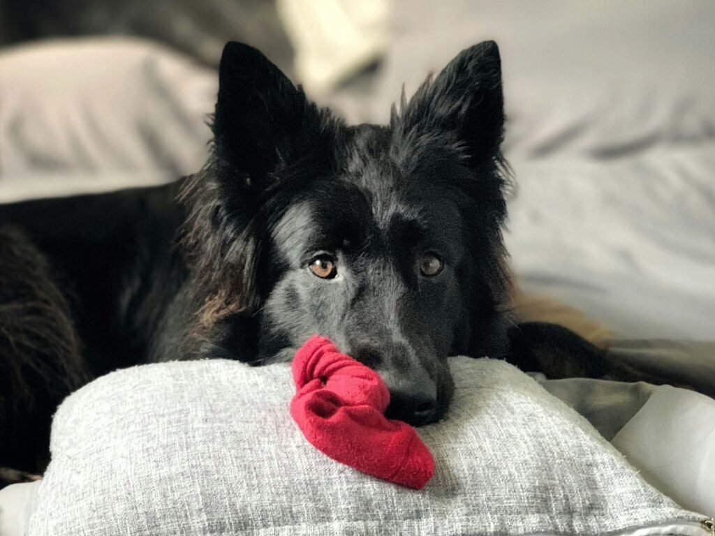 Top 4 Best Dog Stockings for Ultimate Paw Protection!