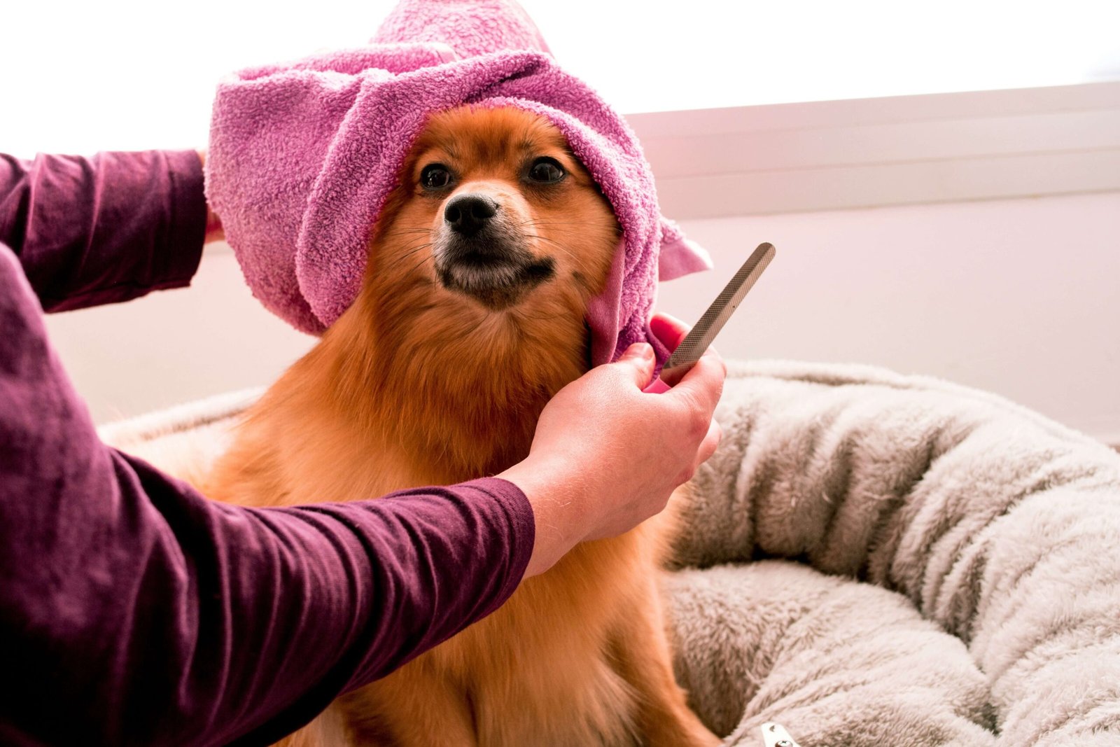Top 5 Best Dog Grooming Vacuums for Ultimate Grooming!