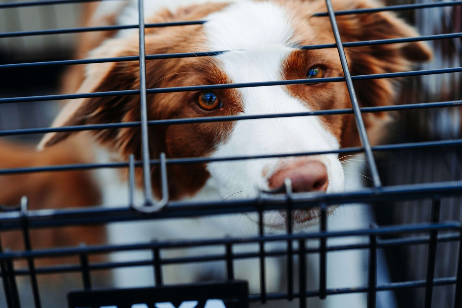 A content dog resting comfortably inside a sturdy heavy-duty dog crate, designed to provide safety and security for powerful chewers and large breeds.