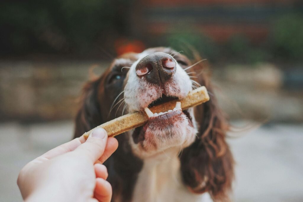 The 5 Best Dog Treat Picks for Maximum Pawsome Flavor!