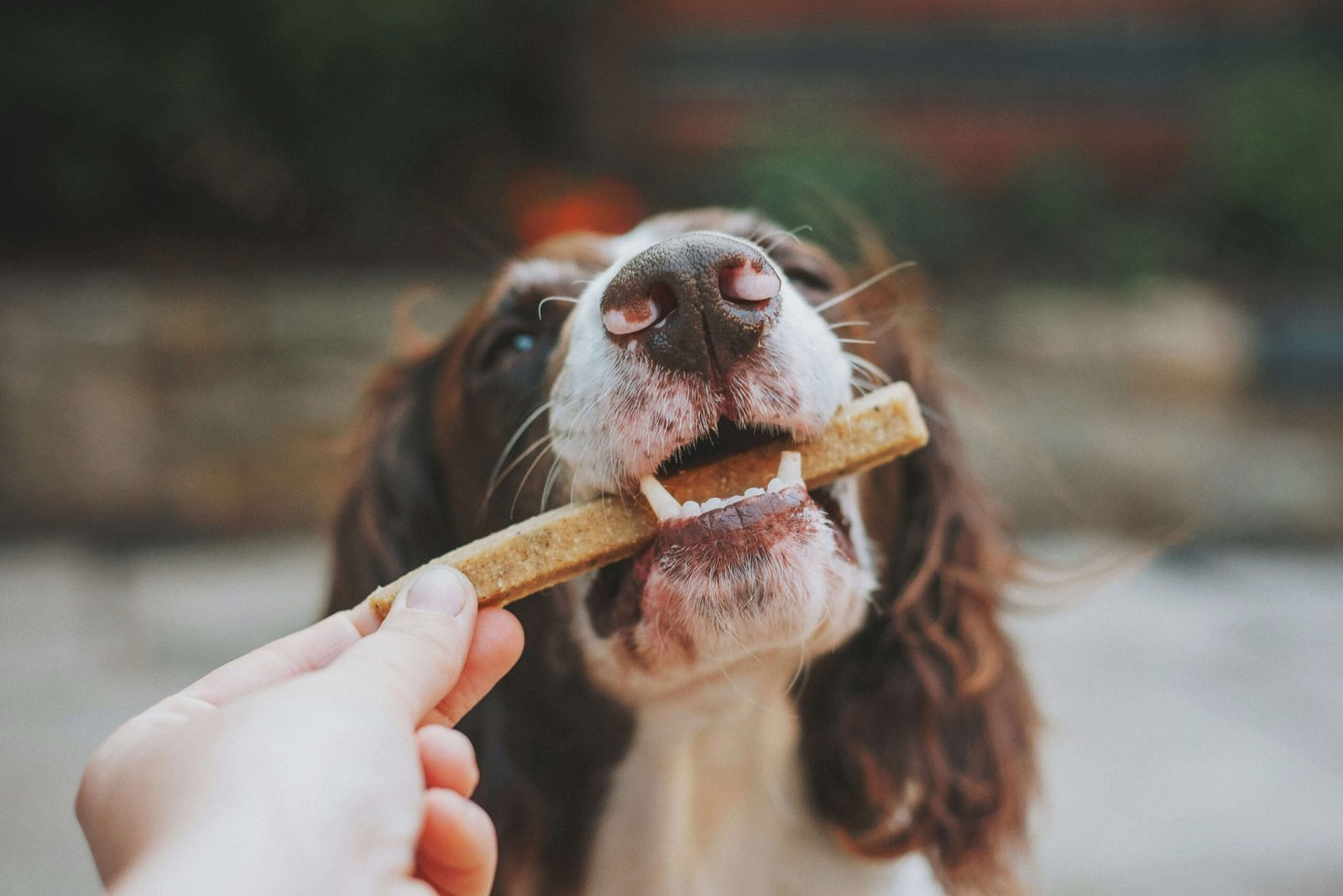 The 5 Best Dog Treat Picks for Maximum Pawsome Flavor!