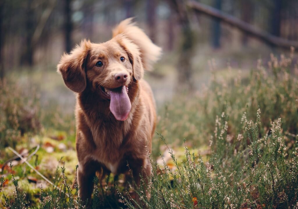 Top 5 Best Dog Grooming Tools for Ultimate Pet Care!