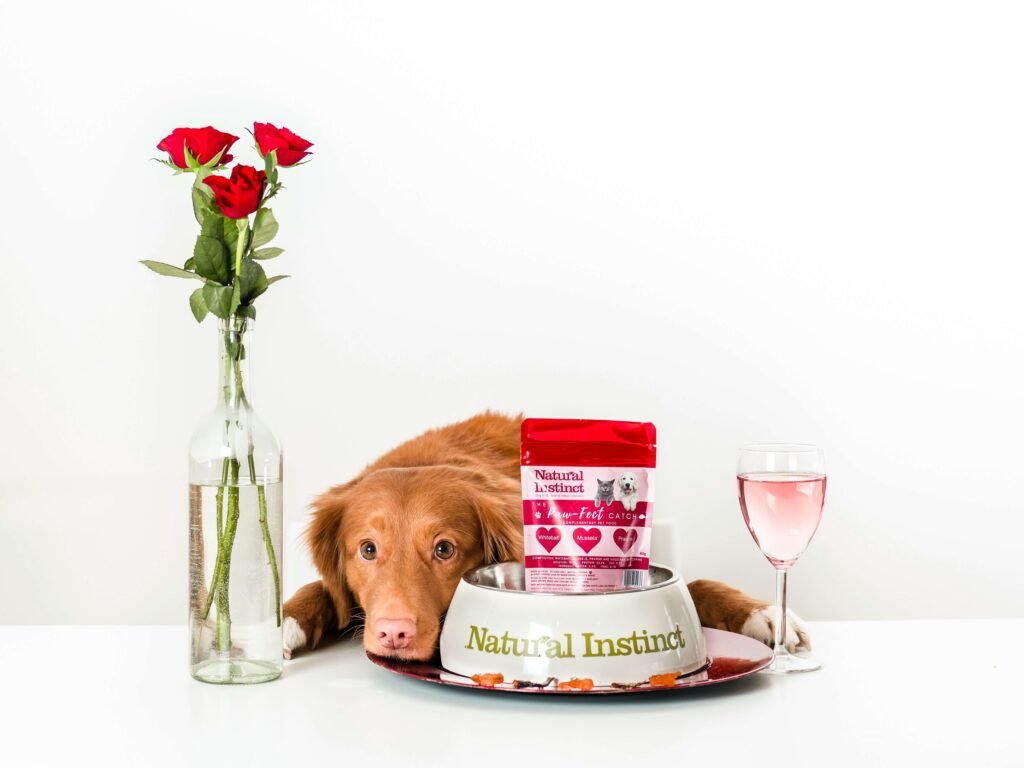 Top 5 Best Ceramic Dog Bowls: Ultimate Buying Guide!