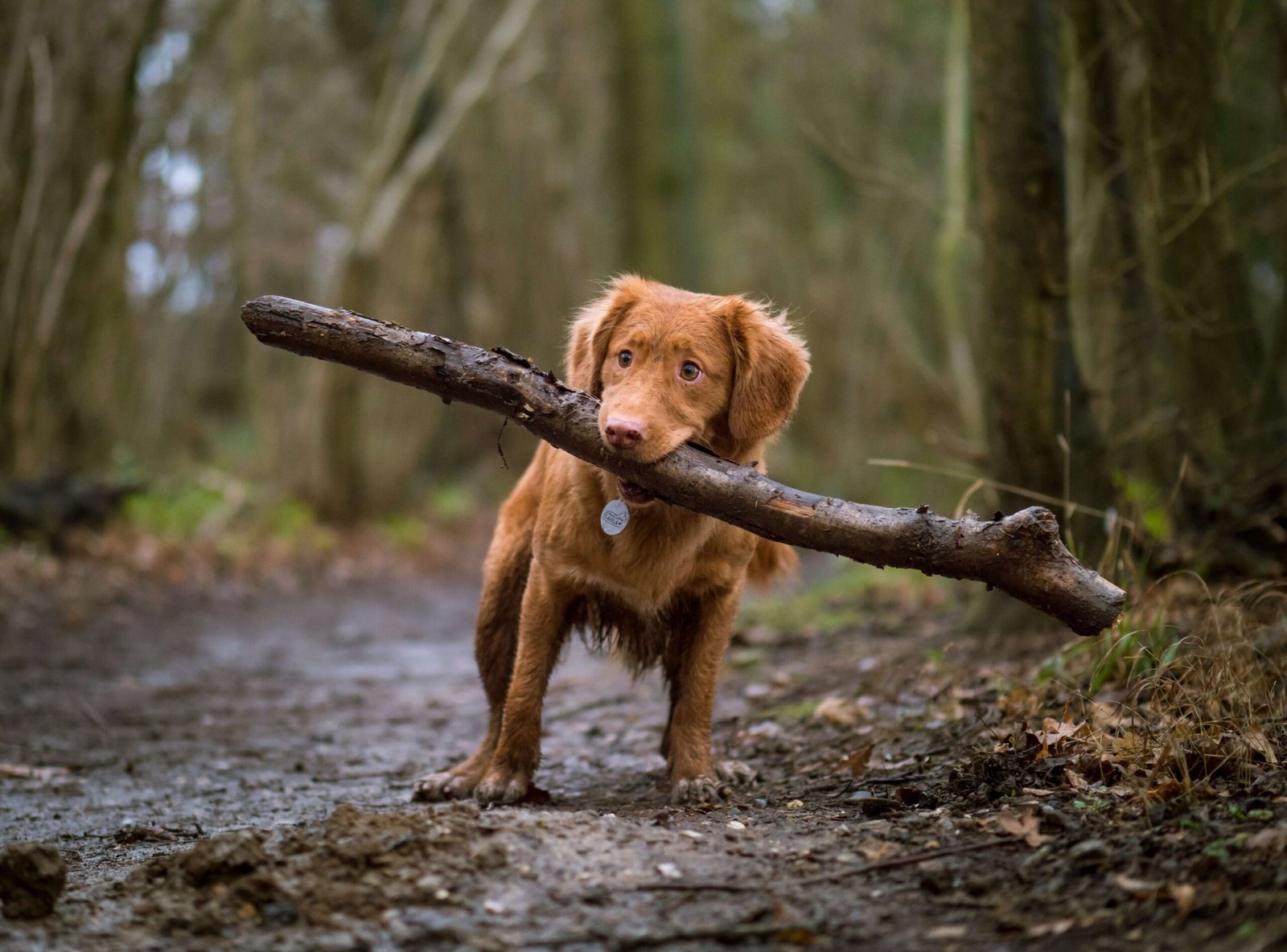 Top 5 Best Wooden Dog Crates for Ultimate Pet Comfort!