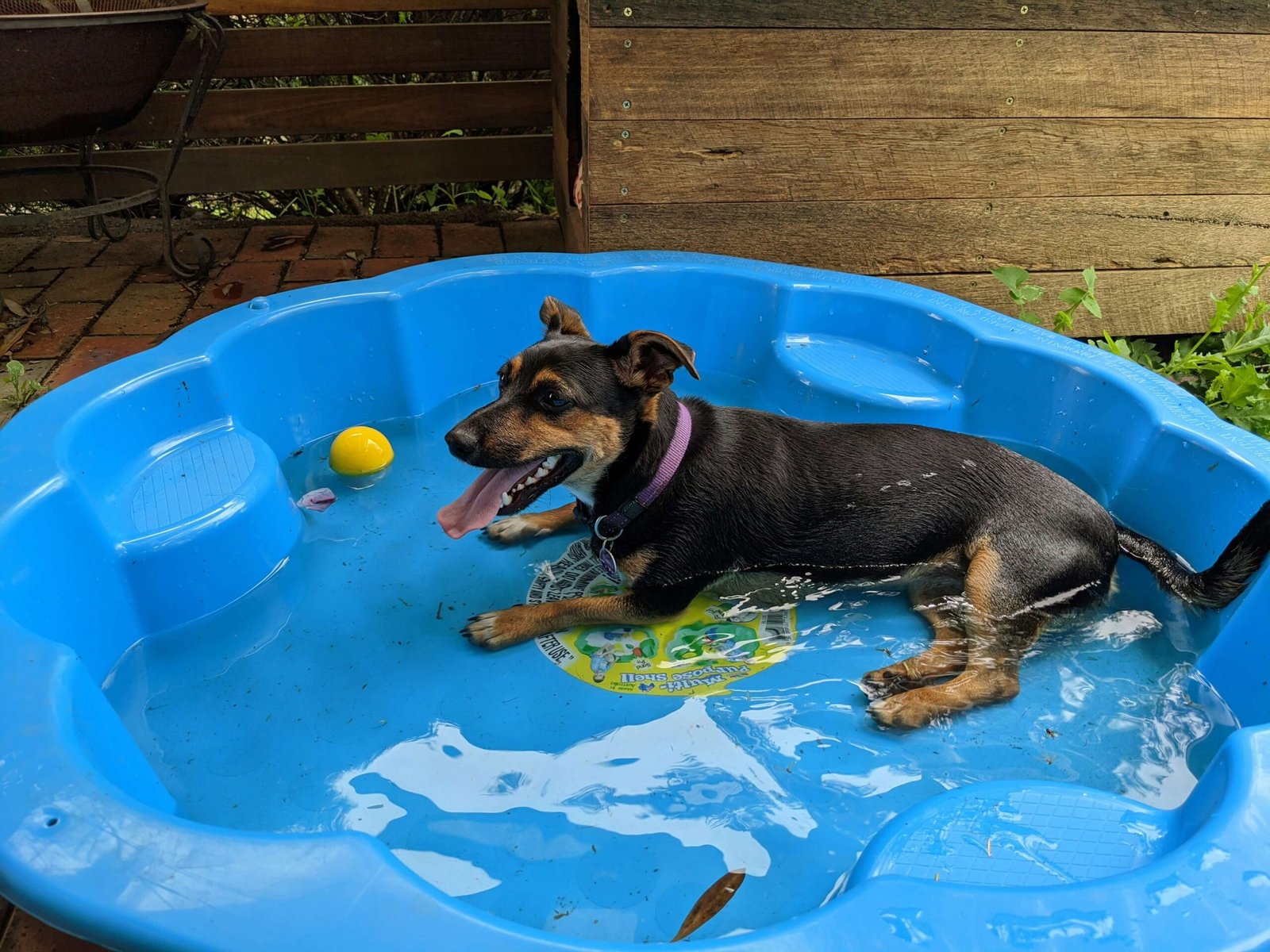 Top 5 Premium Dog Pools for Ultimate Summer Fun & Cooling!
