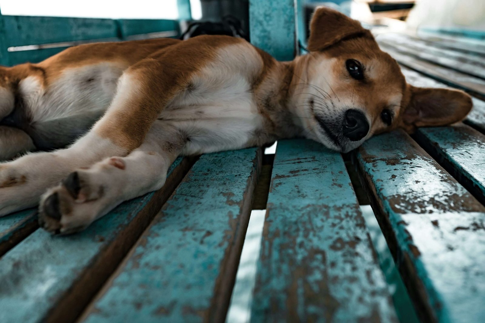 5 Best Dog Eye Drops to Soothe and Protect Your Pup’s Eyes!