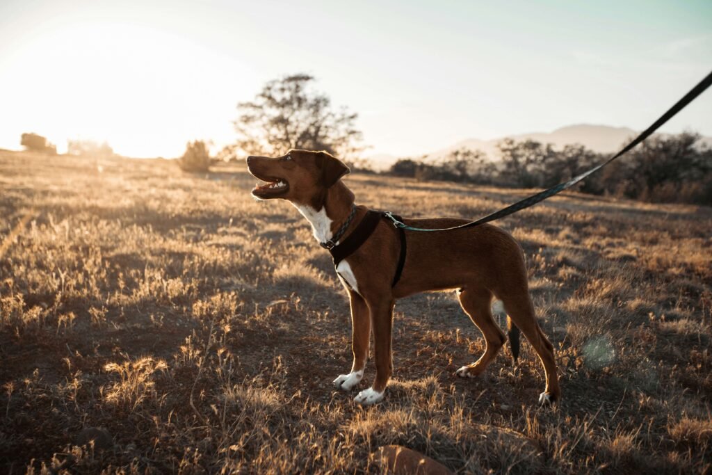 Top 5 Ultimate Dog Leashes for Unmatched Control & Comfort!