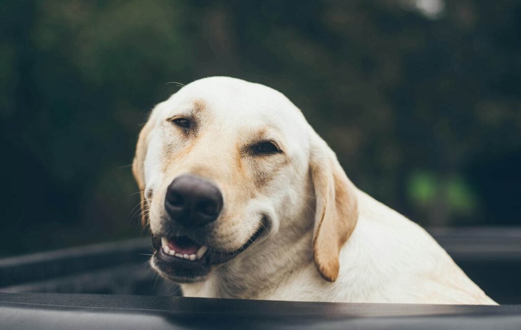 Top 5 Best Dog Food Toppers for Ultimate Nutrition Boost!